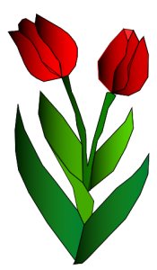 Tulipan